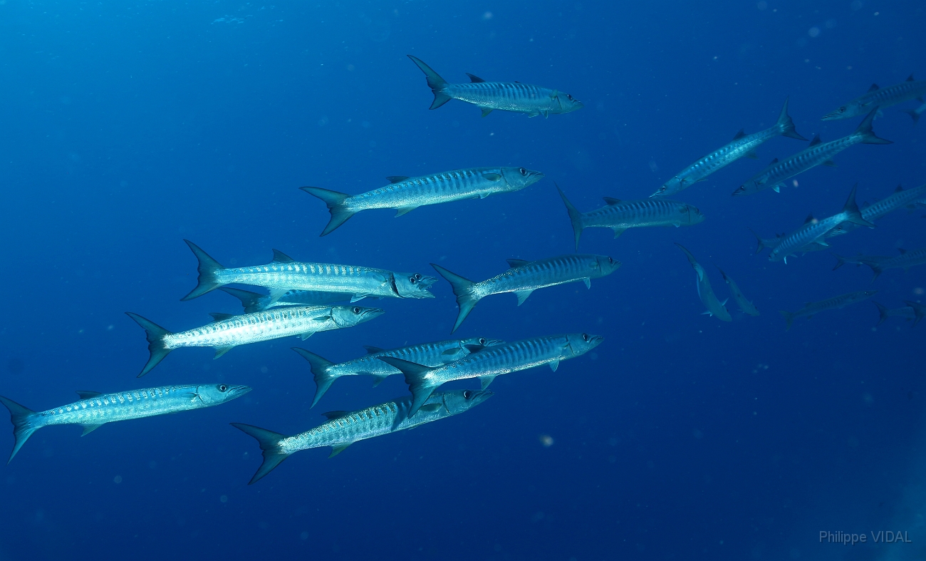 Raja Ampat 2016 - Sphyraena qenie - Blackfin Barracudas- Barracudas a nageoires noires - IMG_4344_rc.jpg